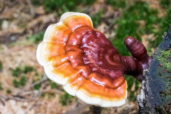 Detalhe tiro de cogumelo medicinal reishi — Fotografia de Stock