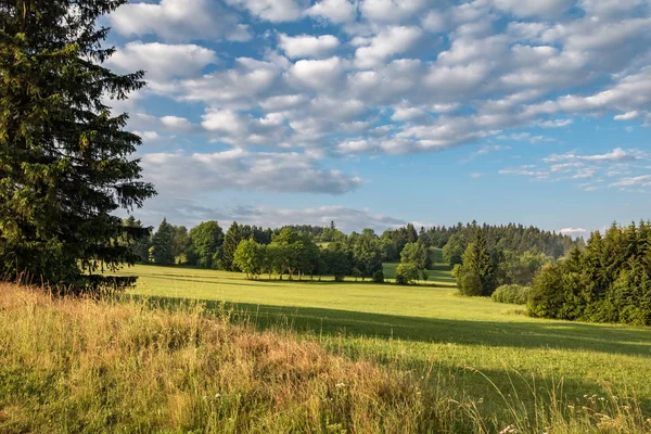 Hermoso paisaje matutino de verano con prados y árboles — Foto de Stock