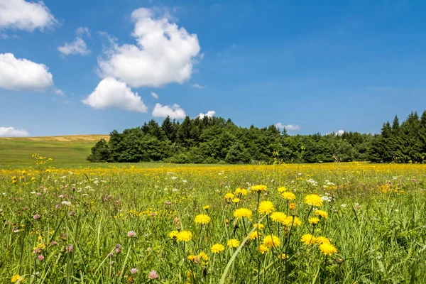 Weiland met gele bloemen, bos en blauwe hemel — Stockfoto