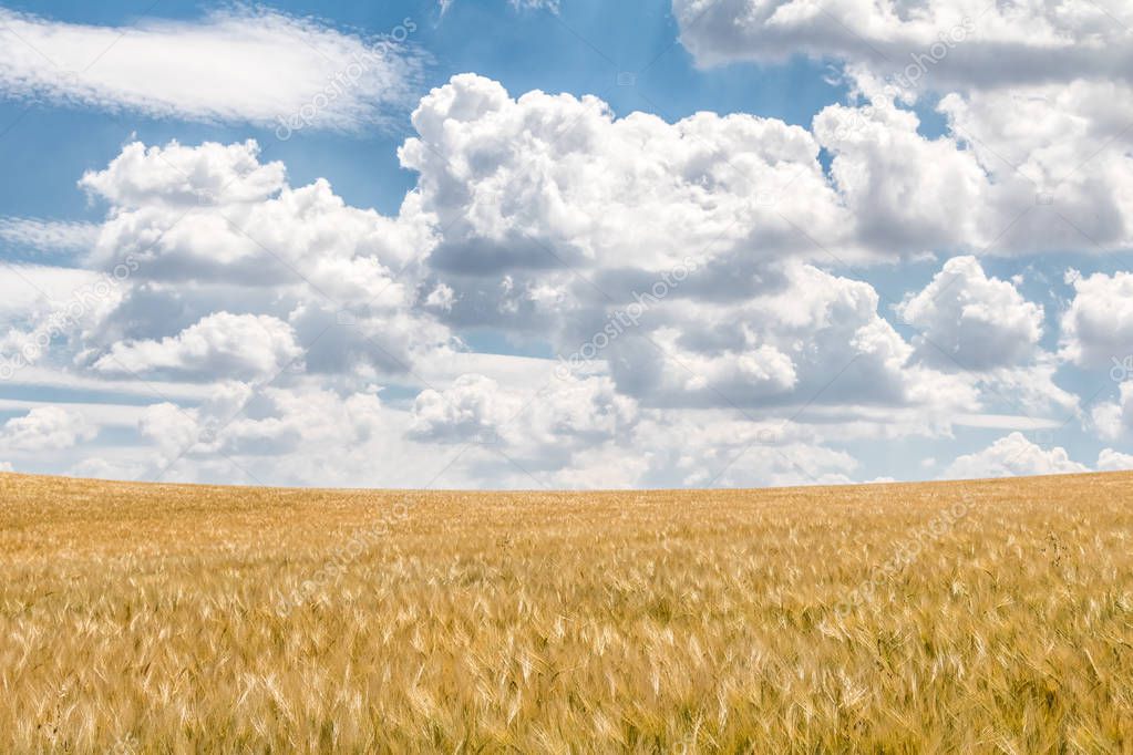 Field with golden corn under amazing blue sky