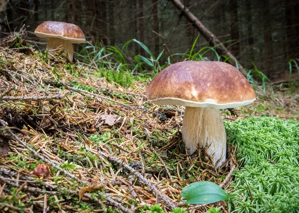 Zátiší s houbami edulis hřib — Stock fotografie