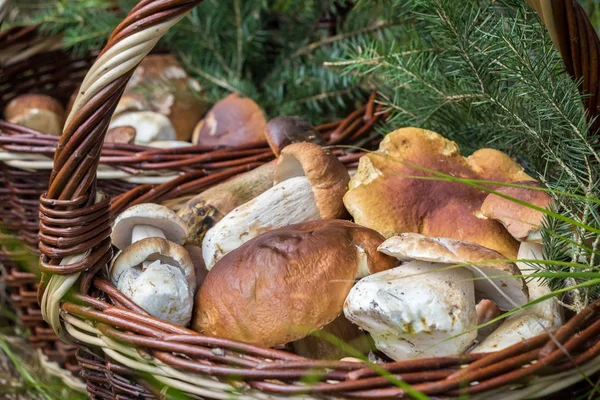 Boletus mantarı mantar hasır sepetleri