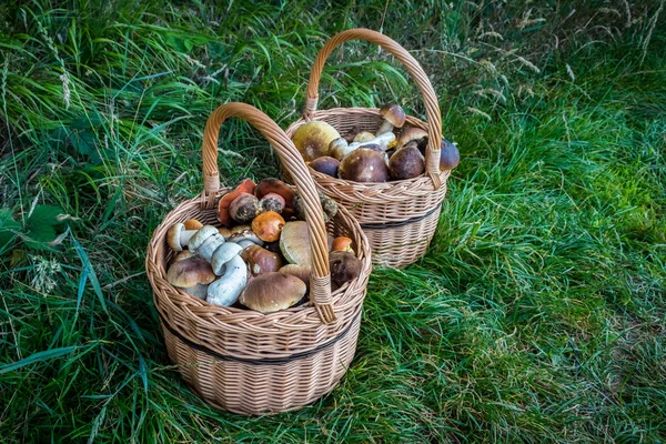 Paar Weidenkörbe mit Pilzen — Stockfoto