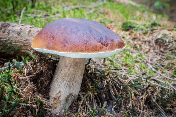 Съедобный гриб boletus edulis в лесу с размытым фоном — стоковое фото