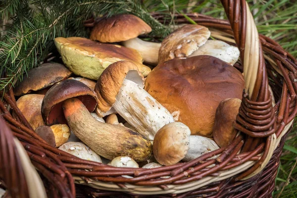 Detail proutěný koš s jedlými houbami — Stock fotografie