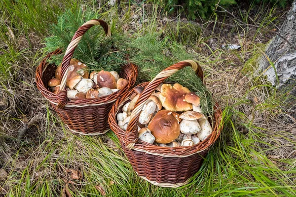 拍摄的双柳条篮子用蘑菇 — 图库照片