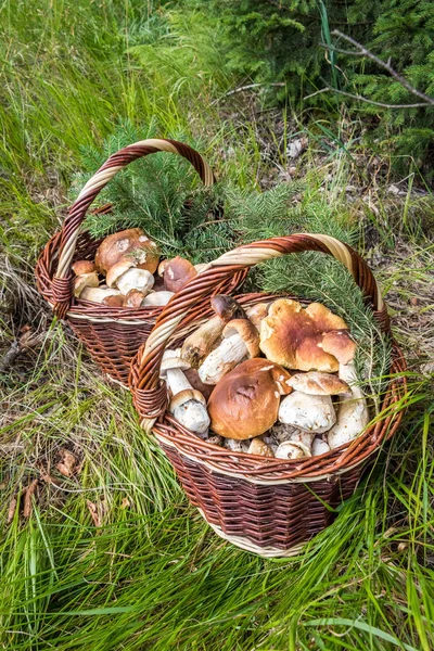 Stillleben mit zwei Weidenkörben mit Pilzen — Stockfoto