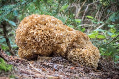 Detail of edible mushroom Sparassis crispa - cauliflower fungus clipart