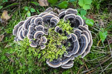 Trametes versicolor - tıbbi mantar sık shakiradovileİL denilen