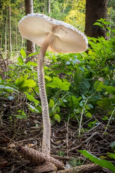 Procera de Macrolepiota - cogumelo comestível conhecido como cogumelo de guarda-sol — Fotografia de Stock