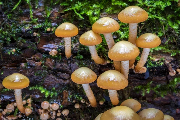 Macro shot of edible mushrooms commonly known as sheathed woodtu — Stock Photo, Image