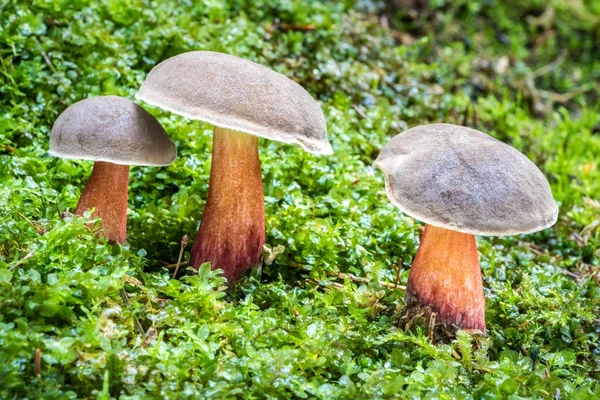 Edible mushroom Boletus chrysenteron in moss — Stock Photo, Image
