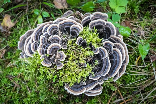 Trametes versicolor - fungo medicinale comunemente chiamato Turco — Foto Stock