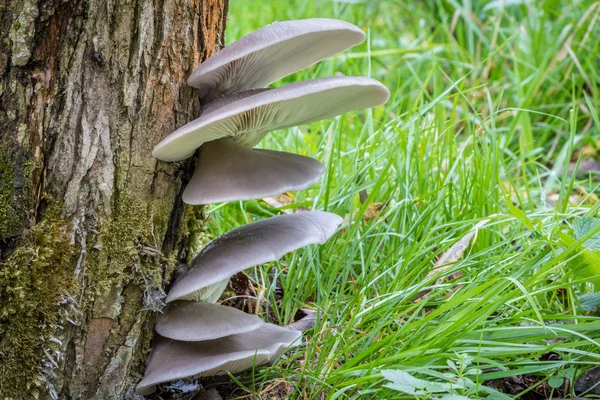 야생의 자연에 굴 버섯 — 스톡 사진