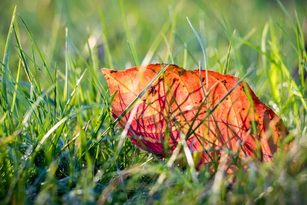 Nahaufnahme von rotem Herbstblatt im grünen Gras — Stockfoto