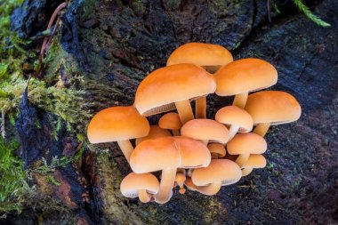 Altın iğne bilinen Flammulina velutipes yenilebilir mantar