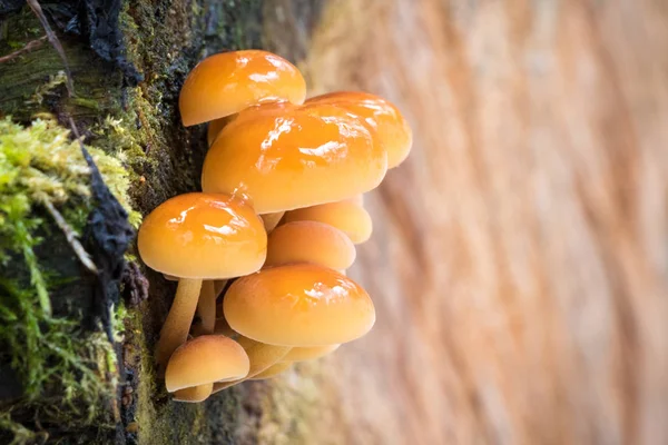 Edible mushrooms known as Enokitake with blurred background