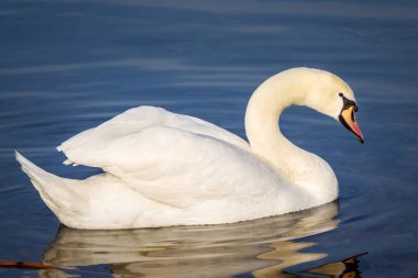 Beyaz Kuğu sakin su yüzeyi