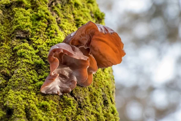 Їстівні гриби, відомий як євреї вухо — стокове фото