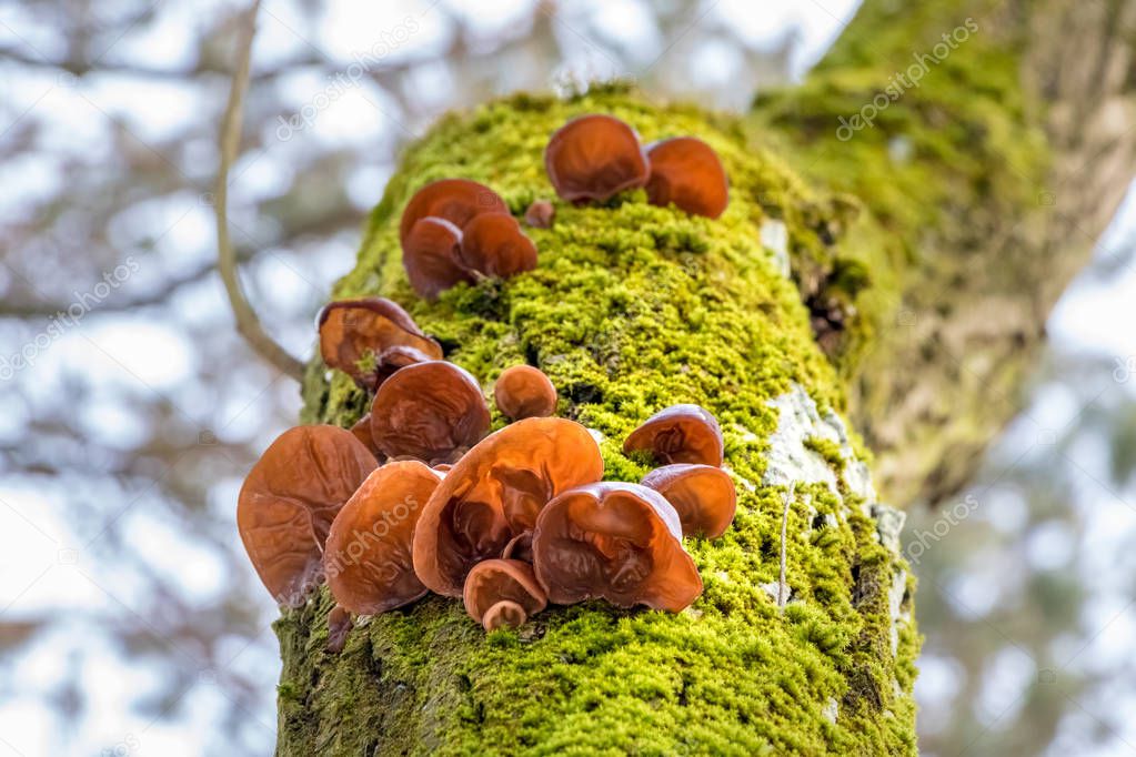 Mushrooms known as Jews ear on mossy tree stem