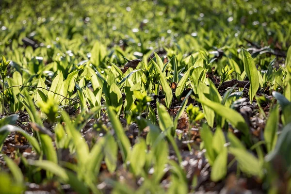 Allium ursinum γνωστή ως φέρει σκόρδο στο δάσος suny — Φωτογραφία Αρχείου