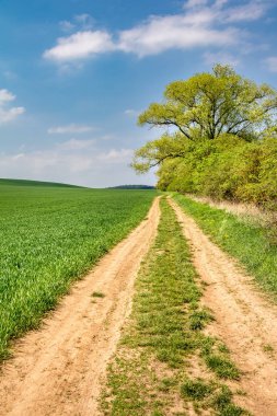 Bahar yatay, toprak yol, yeşil alan, ağaçlar ve mavi gökyüzü beyaz bulutlar - Çek Cumhuriyeti, Avrupa ile