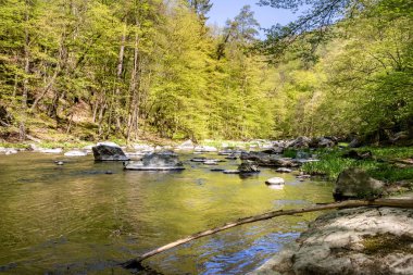 Bahar, yatay, nehir ve orman mavi gökyüzü altında