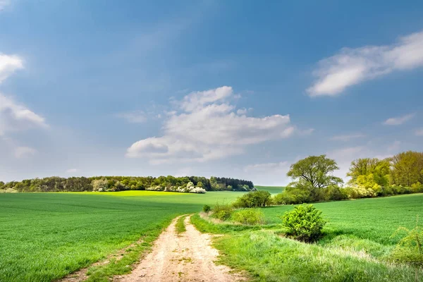 Zandweg door lente landschap met groene weide — Stockfoto