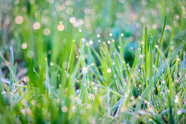 Shiny dew drops on blades of grass — Stock Photo, Image