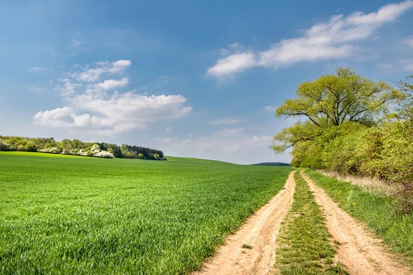 Paisaje Primaveral Con Camino Tierra Campo Verde Árboles Arbustos Florecientes — Foto de Stock