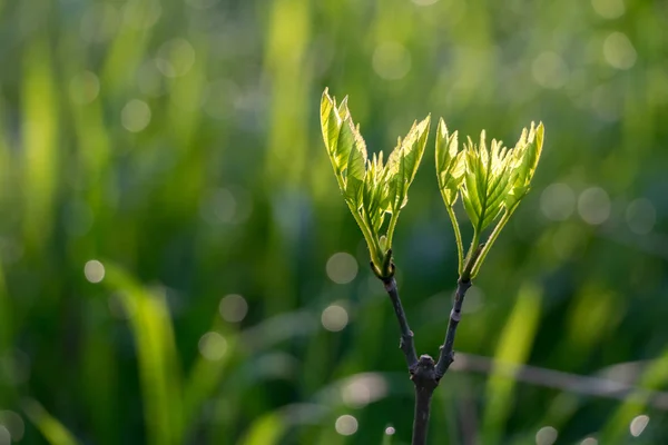 Detail of young green leaves on blurred background — Stock Photo, Image