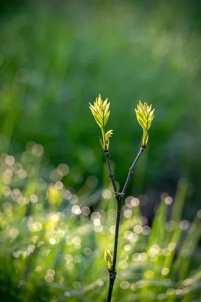 Detail of branch with two young green leaves on blurred backgrou — Stock Photo, Image