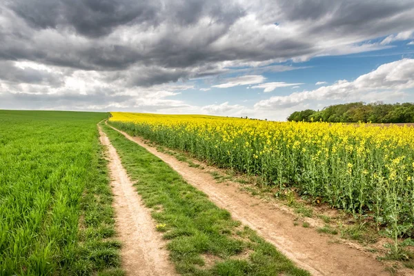 Toprak yol ile bahar alanlar bulutlu gökyüzü altında — Stok fotoğraf