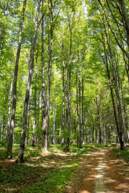 Derin yeşil bahar kayın ormanı yolundan bırakır