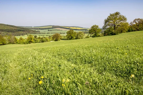 Bahar kırsal meadows, ağaçlar ve mavi gökyüzü
