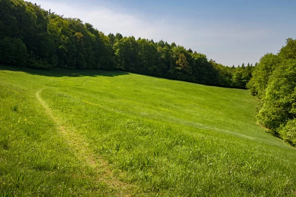 Paesaggio primaverile o estivo - prato verde e bosco — Foto Stock