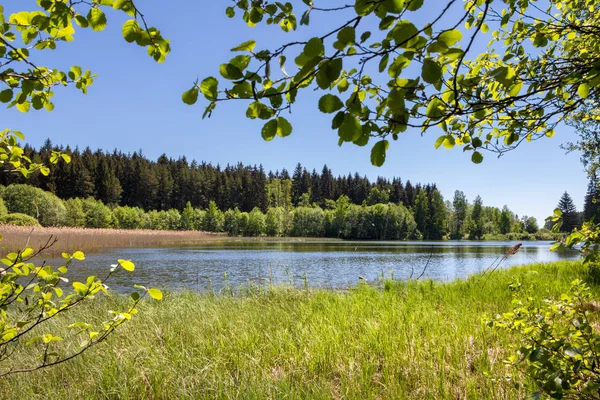 Estanque en primavera o verano paisaje y bosques —  Fotos de Stock