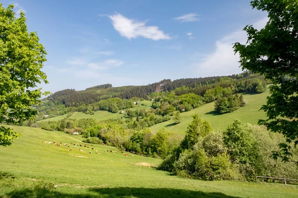 Vacas en pastos verdes bajo el cielo azul — Foto de Stock