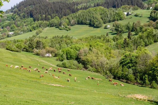 Vacas en pastos - paisaje de primavera en las colinas de los Cárpatos Blancos — Foto de Stock