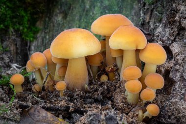 Yenilebilir mantar Enokitake bilinen closeup çekim