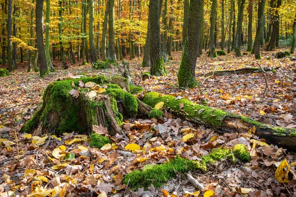 Дивовижний барвистий автентичний ліс — стокове фото