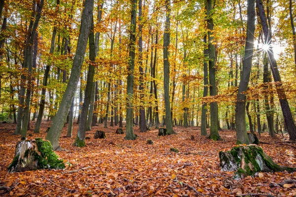 Incrível dia ensolarado colorido na floresta outonal — Fotografia de Stock