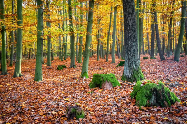 Outono colorido em floresta decídua com tocos musgosos — Fotografia de Stock