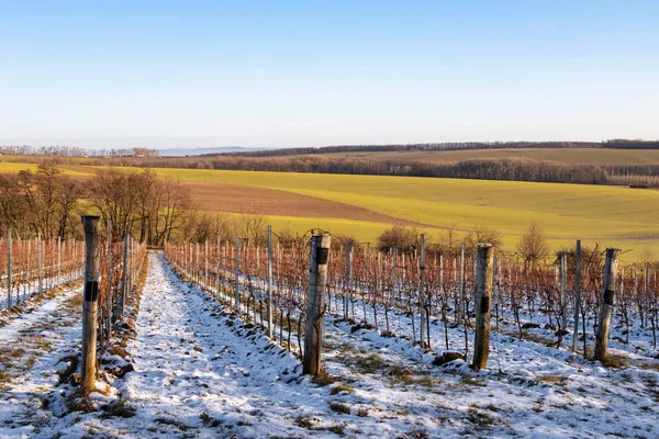 Beautiful winter countryside with vineyards and colorful fields — Stock Photo, Image