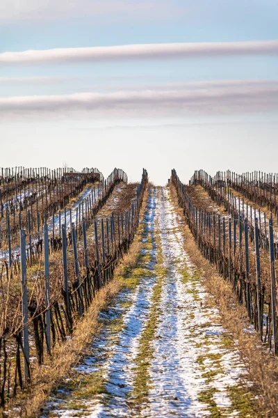 Rows of vineyards under blue sky with clouds — Stock Photo, Image