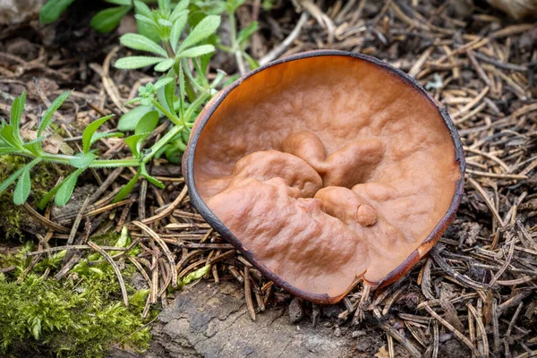 Discina Perlata Comúnmente Conocida Como Orejas Cerdo Hongo Comestible Primavera —  Fotos de Stock