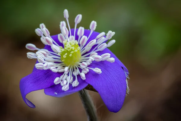 Detalhe Tiro Incrível Flor Azul Anemone Hepatica República Checa Europa — Fotografia de Stock