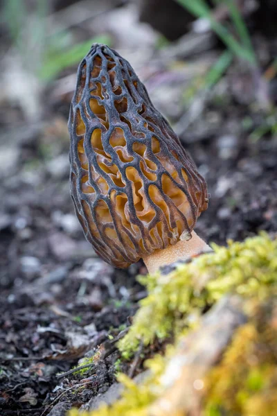 Tiros Cogumelos Morel Surpreendentes Comestíveis Saborosos República Checa Europa — Fotografia de Stock