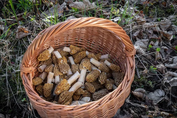 Weidenkorb Mit Essbaren Morcheln Frühjahrswald Tschechische Republik Europa — Stockfoto