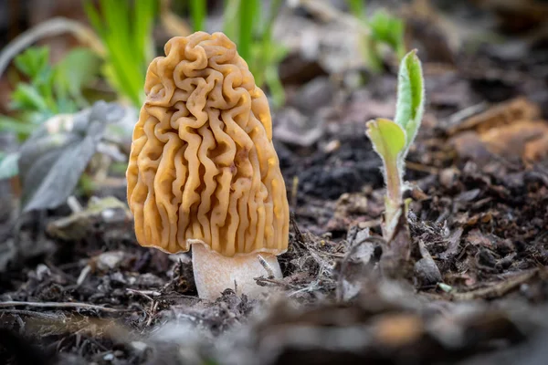 Tiro Detalhe Verpa Bohemica Cogumelo Comestível Delicioso Comumente Conhecido Como — Fotografia de Stock